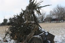 Stump2 (Small).jpg