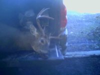 8 pt. buck 2006.jpg