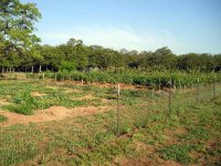 WholeGarden.jpg