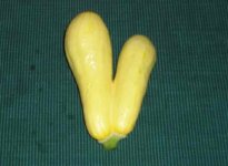 conjoined-2.jpg