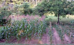 Corn.jpg