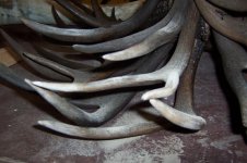 Antler Chandelier 011 (Small).jpg