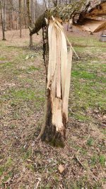 SplitTree1.jpg