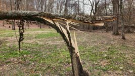 SplitTree2.jpg