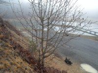 young tree callery.jpg