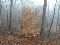 young trees 5.jpg
