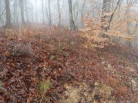 young trees 6.jpg