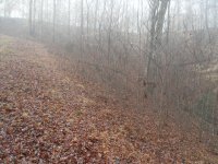 young trees 8.jpg