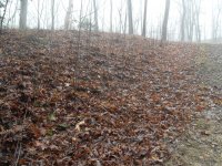 young trees 9.jpg