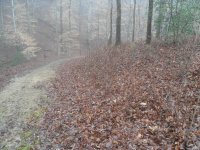 young trees 010.jpg