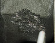 rat chew 3.jpg