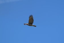 Eagles2.jpg