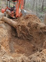 Hickory stump.jpg