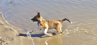 Mica at the lake.jpg