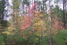 Fall Color, Oct 2006.jpg