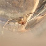 brown recluse 2.jpg