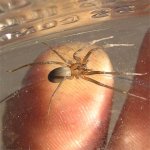brown recluse.jpg