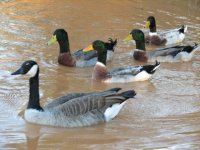 Goose and Ducks, Sep 06.jpg