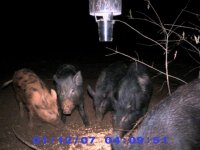 Game Cam 076 (Small).jpg