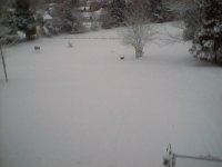 Buddy in the snow 1.JPG