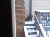 Buddy in the snow 2.JPG