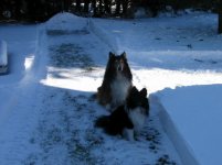 Pups1.jpg