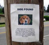 dog found.jpg