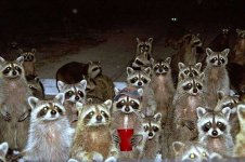 raccoons8jq-vi.jpg