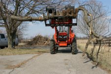 BigLimb (Medium).JPG