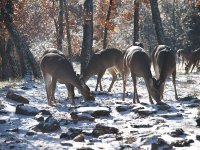 06deersnow1.jpg