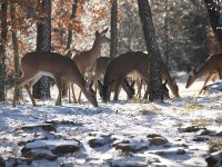 06deersnow2.jpg