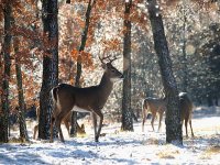 06deersnow3.jpg