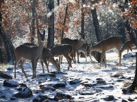 06deersnow4.jpg