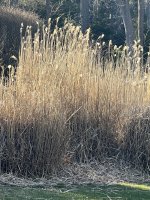 image_67236097.JPG