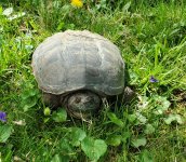 Snapper.jpg