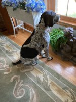 IMG_0253.jpeg