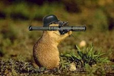 322873-Squirrel fights back.JPG