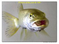 1-179235-DOUBLEFISH.jpg