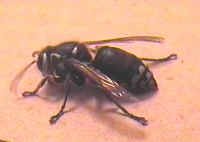 8-179315-whitefacedhornet.jpg