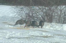6-229205-birdfeeders.jpg
