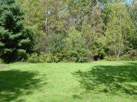 324230-woods.jpg
