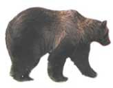 46-125525-bear3.jpg