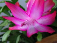 35-230193-Houseplant.jpg