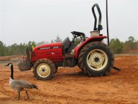 Goose and the little tractor..jpg