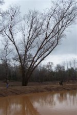 Big Birch Tree on the small peninsula.jpg