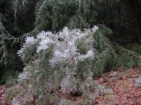 pinetree small.jpg