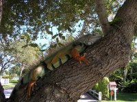 Iguana.jpg