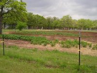 WholeGarden.JPG