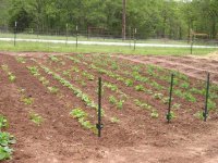 Beans-EnglishPeas.jpg