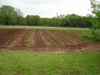 Tomato-peppers-squash.jpg